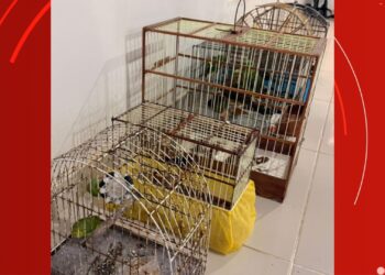 Aves silvestres presas em gaiolas são apreendidas no Amapá