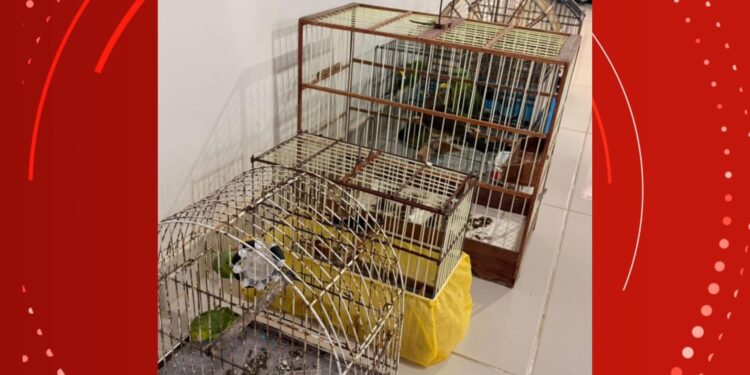 Aves silvestres presas em gaiolas são apreendidas no Amapá