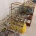 Aves silvestres presas em gaiolas são apreendidas no Amapá