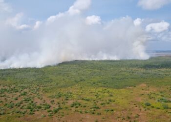 MPF aciona pecuaristas para retirada de búfalos criados em reserva biológica do Amapá