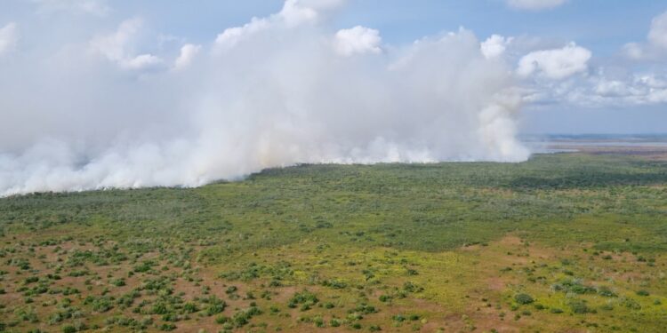 MPF aciona pecuaristas para retirada de búfalos criados em reserva biológica do Amapá