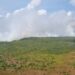 MPF aciona pecuaristas para retirada de búfalos criados em reserva biológica do Amapá