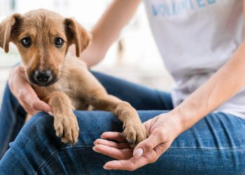 Conjuntos habitacionais de Macapá recebem serviços para pets a partir desta segunda (8)