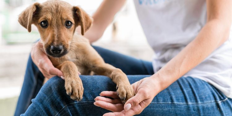 Conjuntos habitacionais de Macapá recebem serviços para pets a partir desta segunda (8)