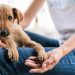 Conjuntos habitacionais de Macapá recebem serviços para pets a partir desta segunda (8)