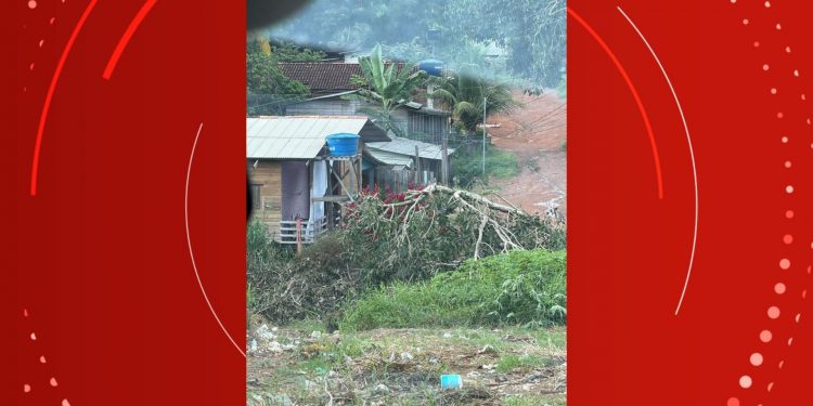 Árvore em meio à fiação elétrica preocupa moradores em Macapá; VÍDEO